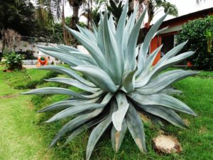 Agave Azul, the plant from which we get Pulque, Mezcal and Tequila