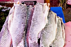 Fish-shop