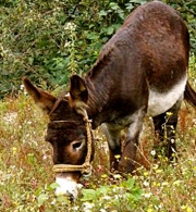 Donkey in a Field