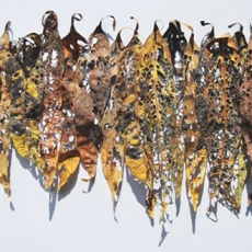 Leaf Fragment by Barbara Schneider