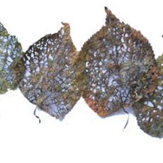 Linden Leaf by Barbara Schneider