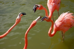 Candice Glicken, Flamingos