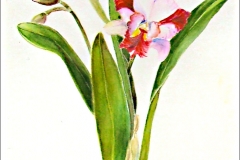 Jacqueline Willrich, Orchid
