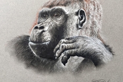KV-Krishnan, Ape