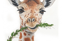 Laurie T. Walker, Giraffe with Sprig