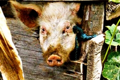 Laurie Walker, Pig in a Poke