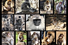 MonkeyCollageWEBLG