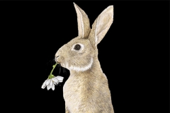 Laurie Walker, Rabbit Standing