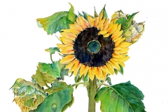Beverly Berhens, Sunflower