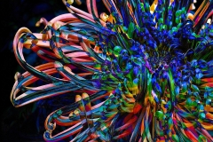 Robbi Montgomery, Tangled Rainbow