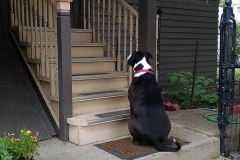 Ted-Ressler, Waiting for Tyson