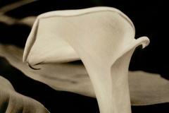 Susan Holtz, Calla Lily