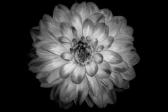 Susan Holtz, Dahlia