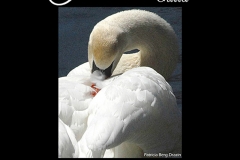 Member's Show Poster 2013