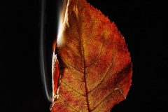 Members' Show Wilmette Recreation Center Fall 2017